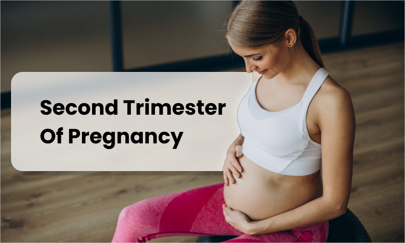 second trimester of pregnancy