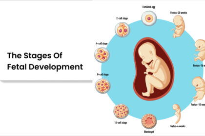 stages of fetal development