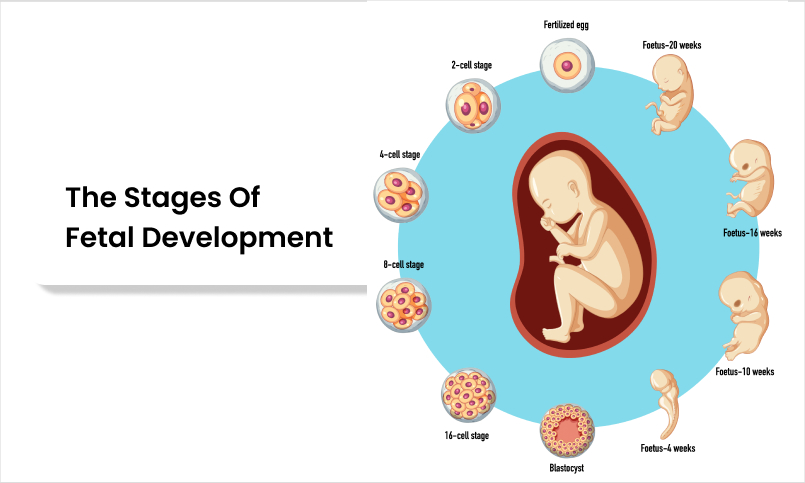 stages of fetal development