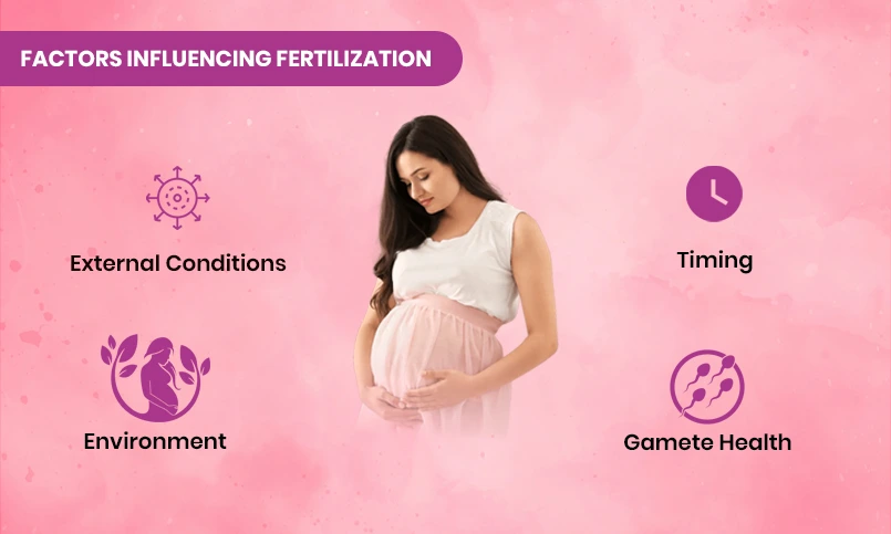 What Is Fertilization?