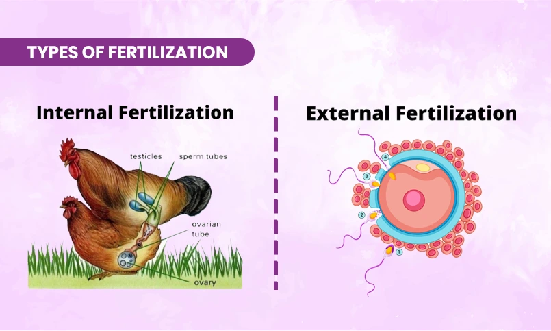 What Is Fertilization?